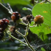 Bramble